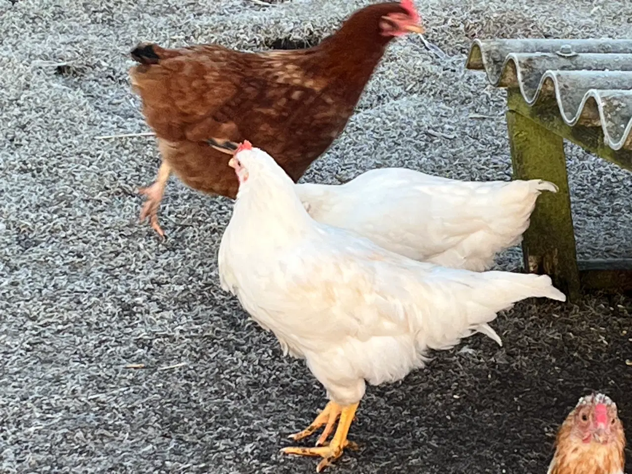 Billede 5 - Haner fra november 