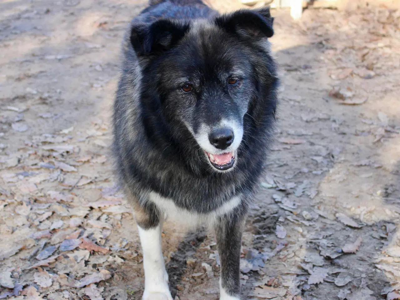 Billede 6 - Vidunderlige Viva søger sin helt egen familie 💝🫶