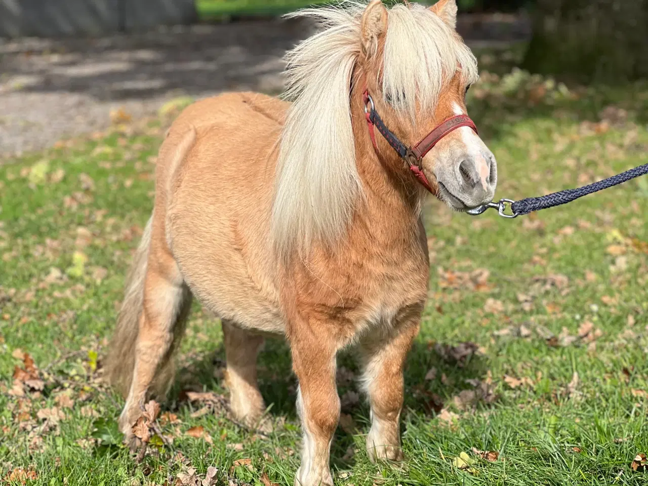 Billede 1 - Smuk mini shetlænder 