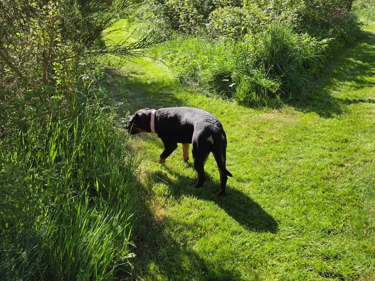 Billede 6 - Rottweiler 