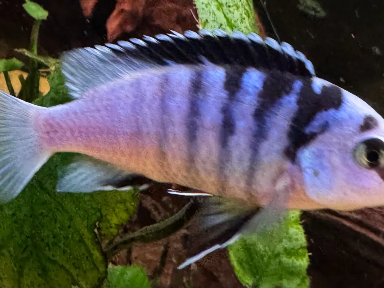 Billede 3 - Ynglegruppe F1 super flotte Labidochromis Chisumul