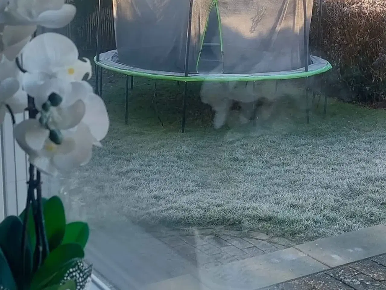 Billede 1 - STOR TRAMPOLIN 385