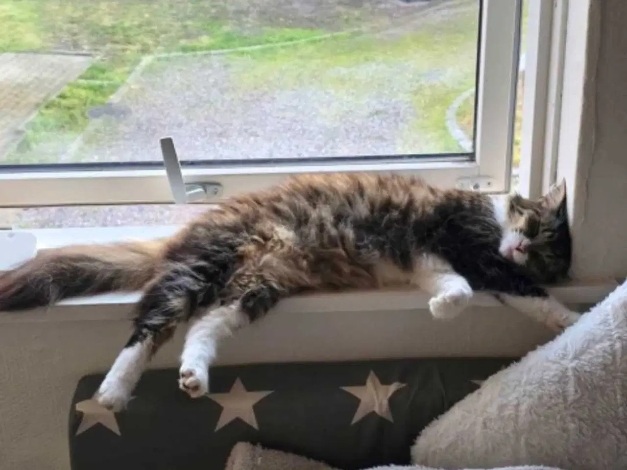 Billede 3 - Minnie søger nyt hjem