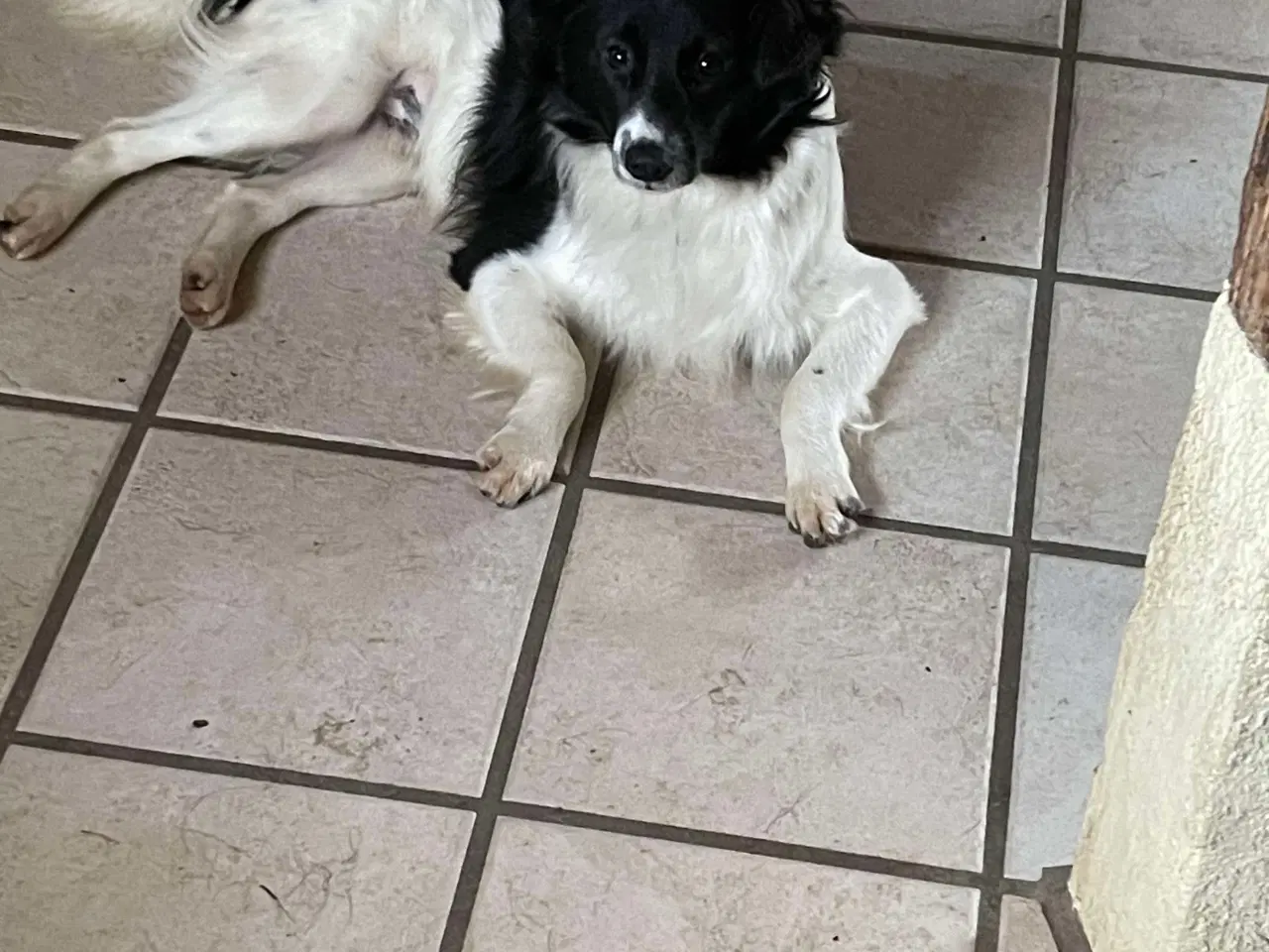 Billede 1 - Albert søger familie