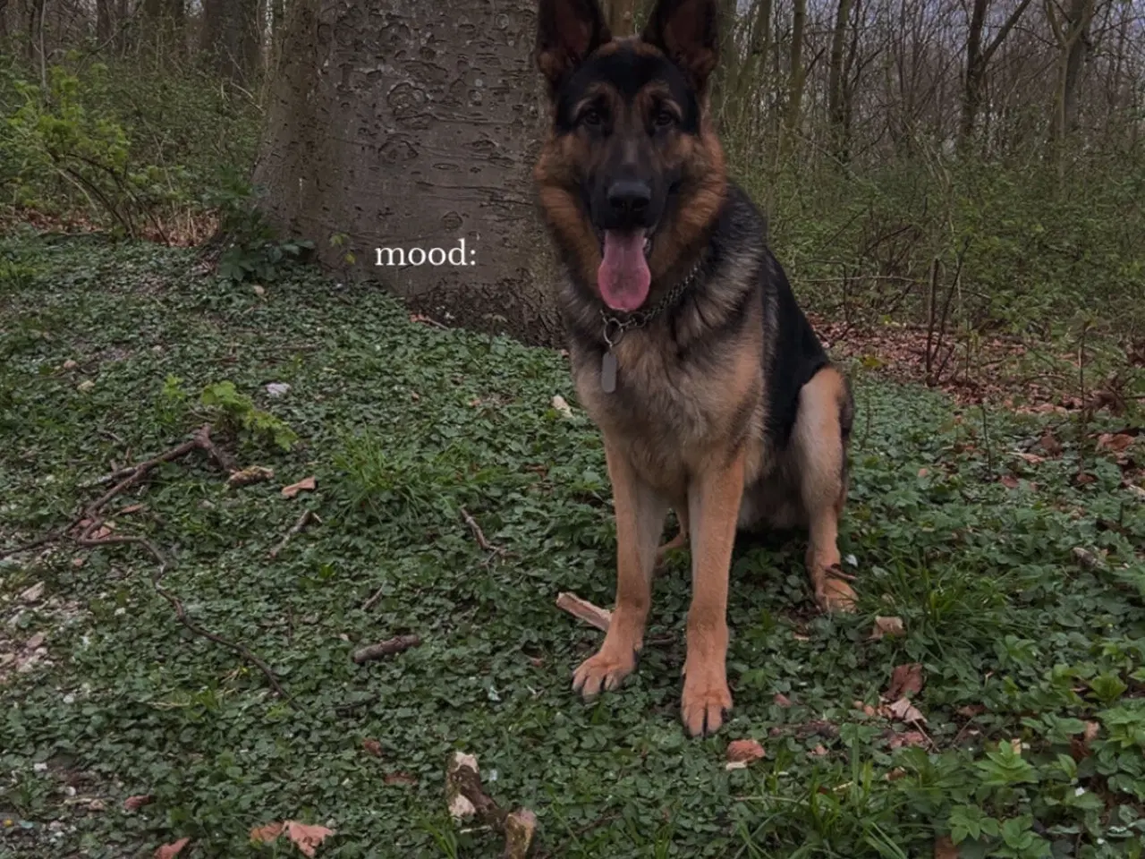 Billede 1 - Avl han hund 