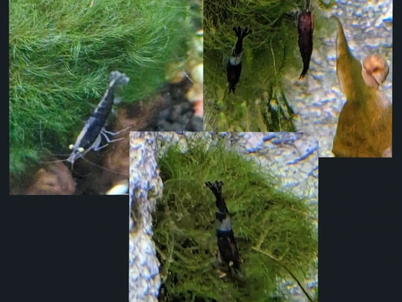 Billede 10 - Juwel akvarie 125L