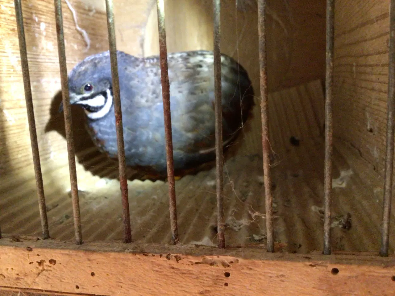 Billede 2 - Kinesiske dværgvagtel kokker