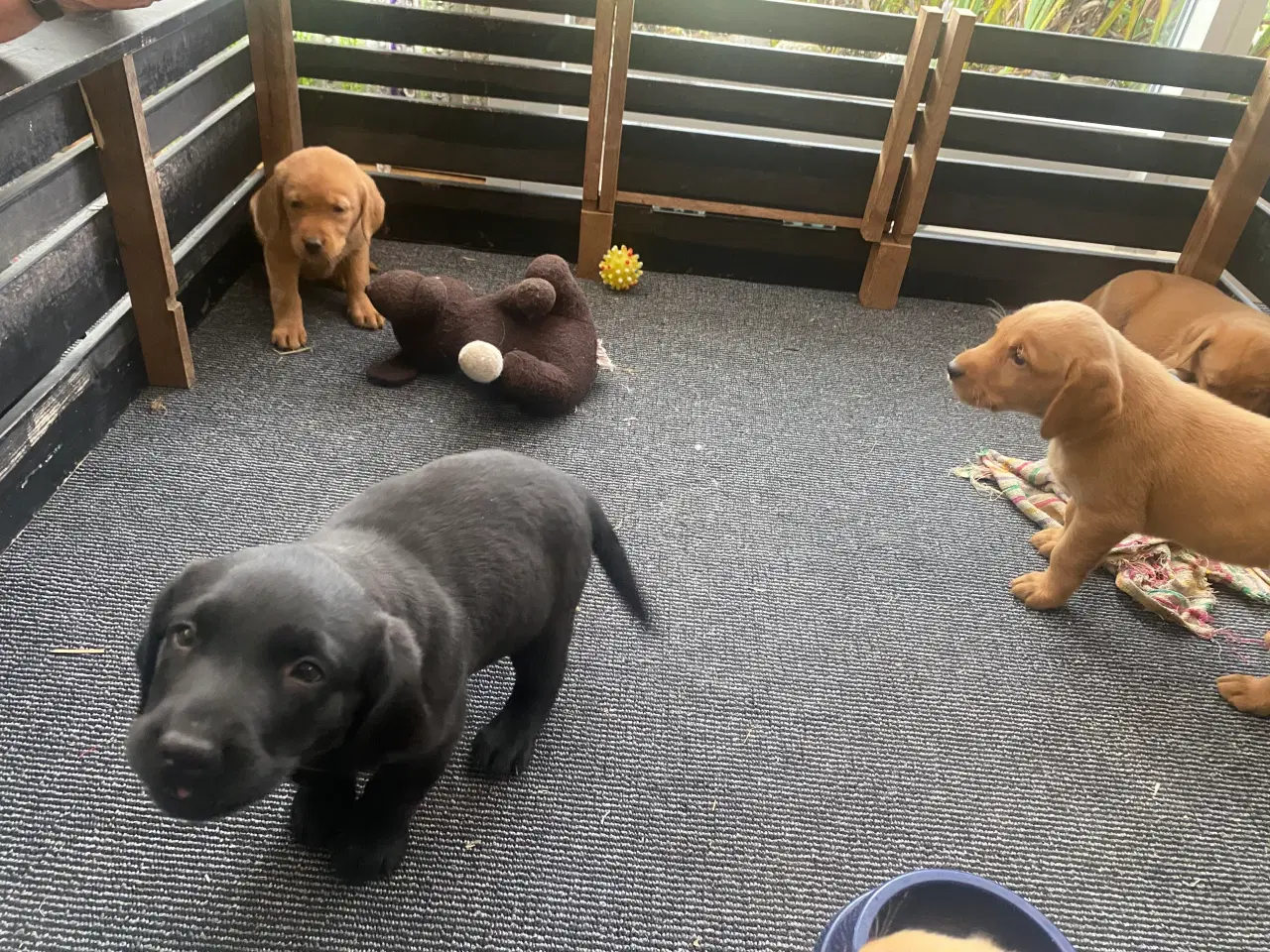 Billede 6 - Hundehvalpe sælges