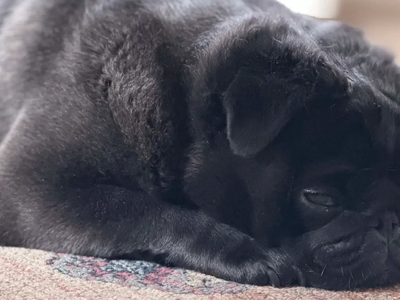 Billede 2 - Super sød mops