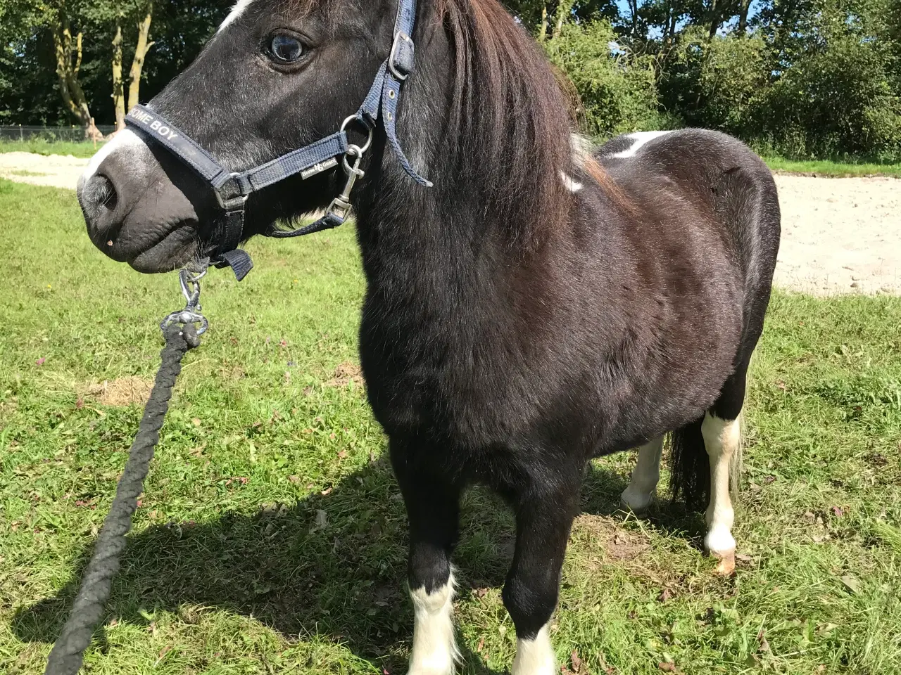 Billede 5 - Sød Pony vallak