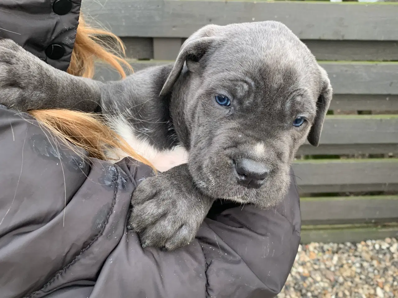 Billede 11 - Cane Corso Italiano hvalpe 