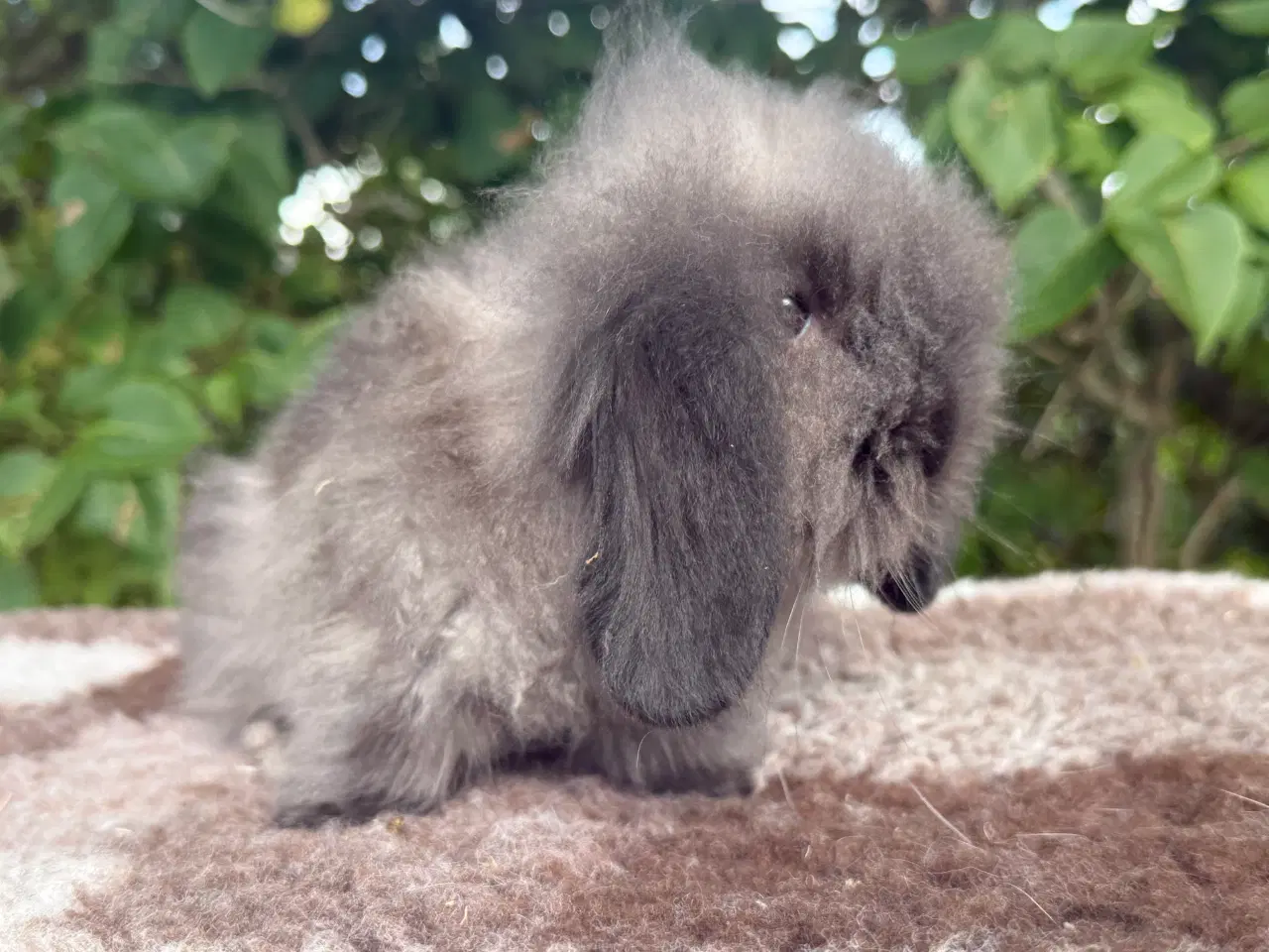 Billede 3 - Mini lion lop