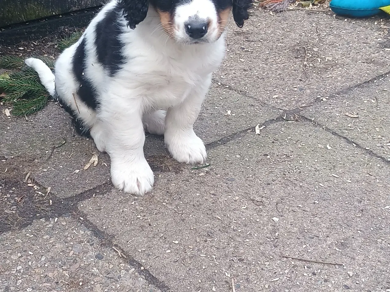 Billede 2 - Berner Sennen/Cocker Spaniel/Isl. Fårehund 