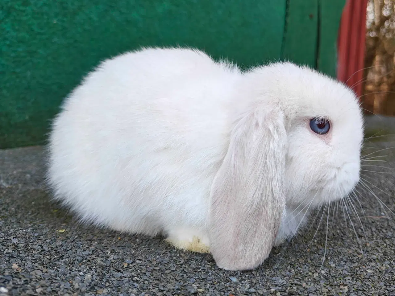 Billede 12 - Minilop