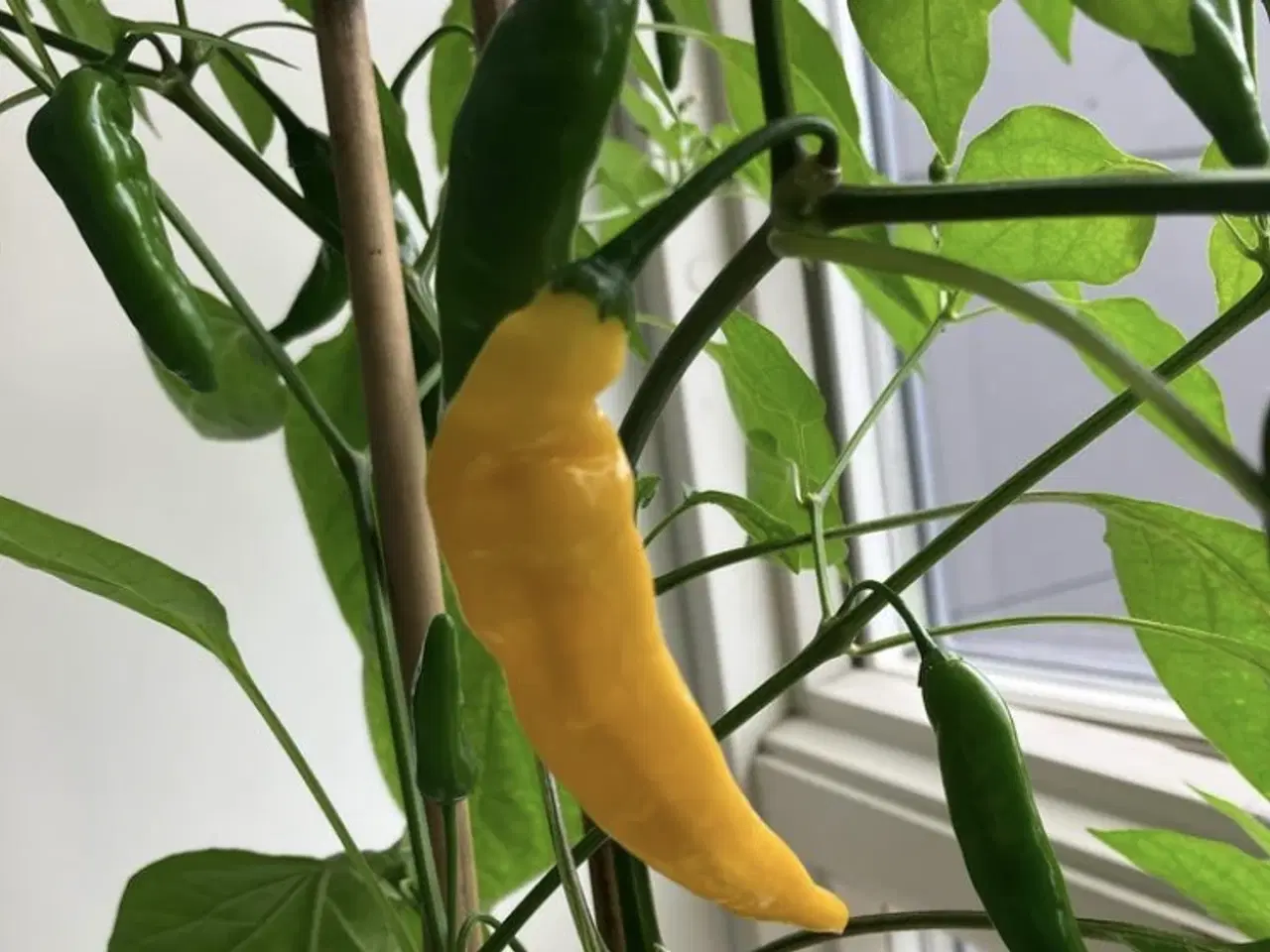 Billede 1 - Lemon drop chili frø - 3 kr pr pose