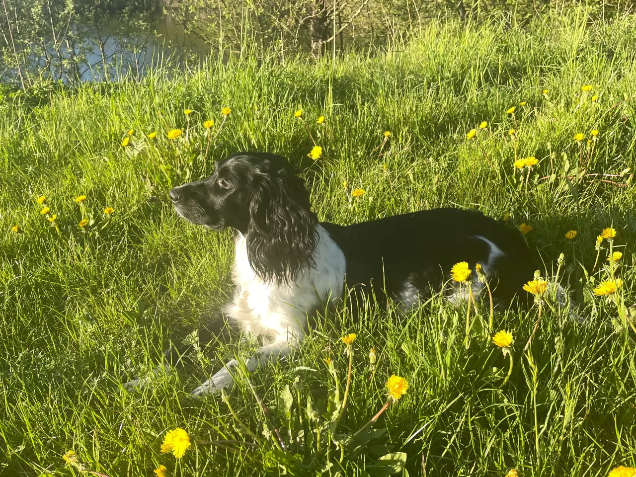 Billede 15 - FT springer spaniels 