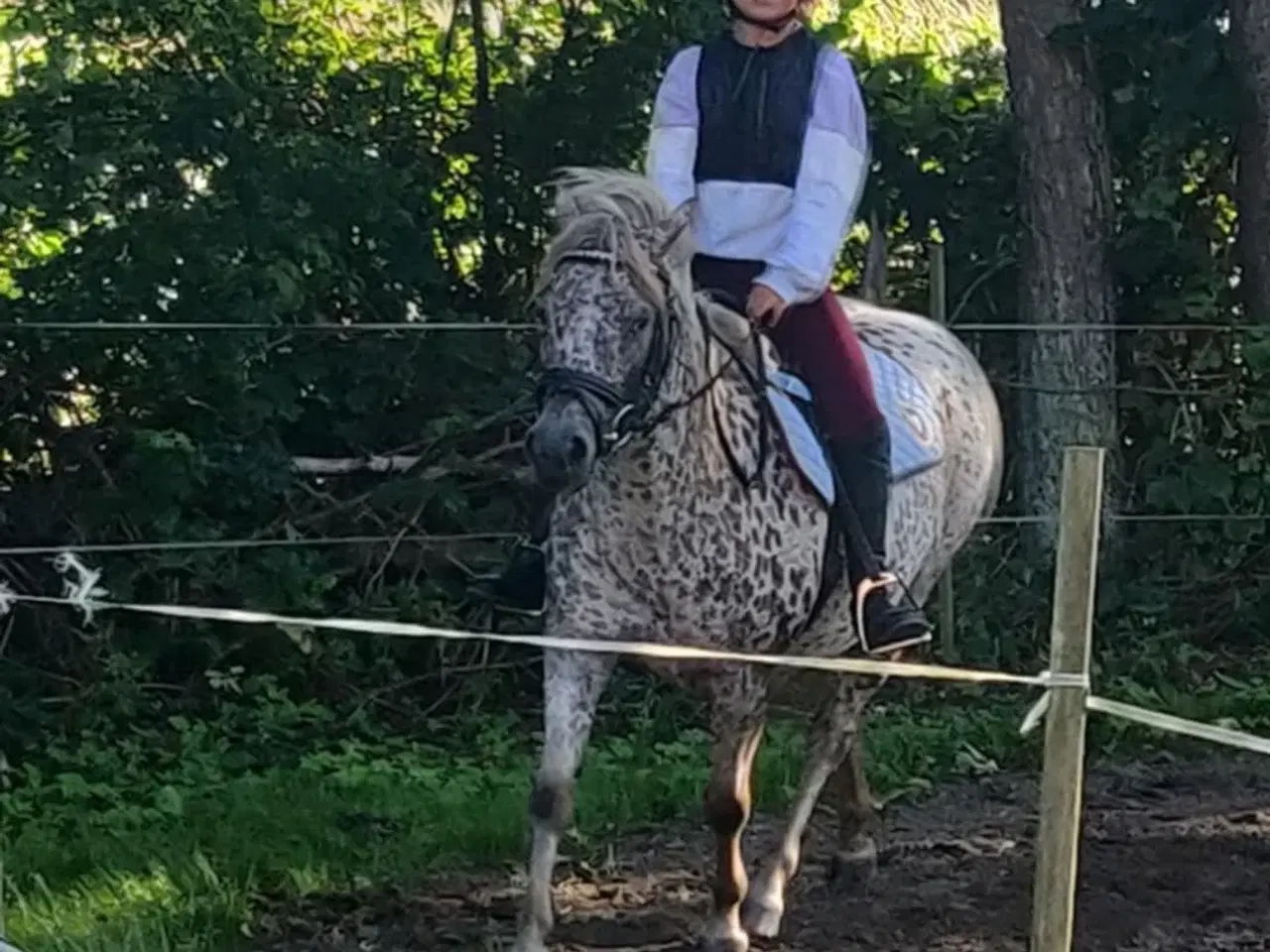 Billede 5 - Smuk knabstruppere hoppe kat. 3