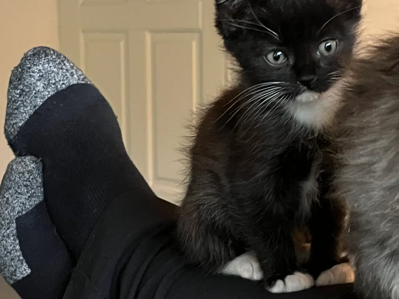 Billede 2 - Han-killing Maine Coon-blanding