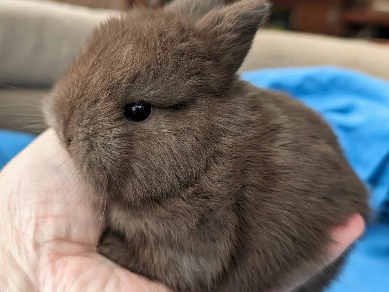 Billede 4 - Hermelin/minilop kaninunge