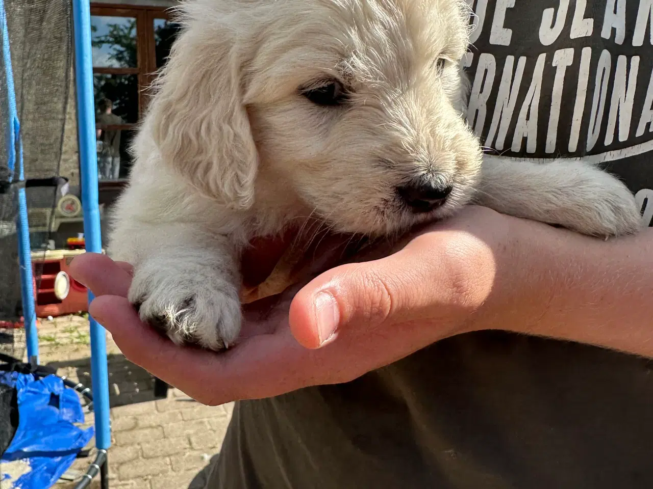 Billede 3 - Golden Doodle 