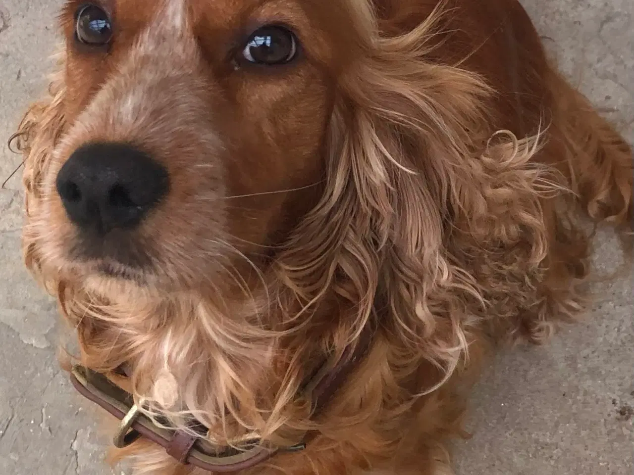 Billede 17 - Engelsk Cocker spaniel