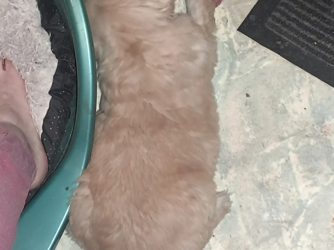 Billede 2 - De sødeste skønneste blandingshvalpe