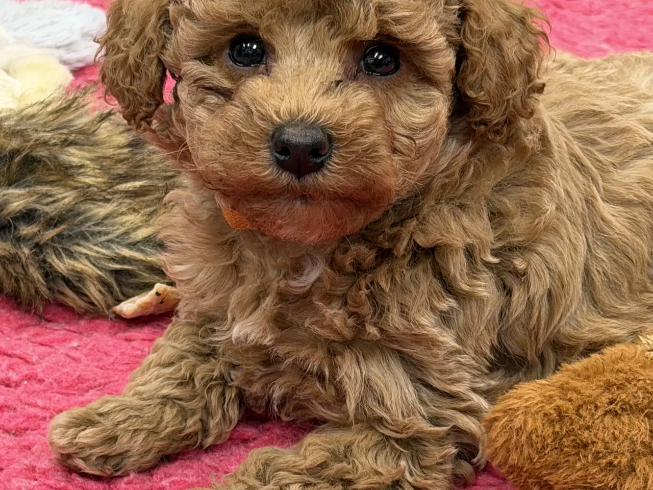 Billede 13 - 🐶✨ 1 skønne Havapoo piger søger deres for-altid-h