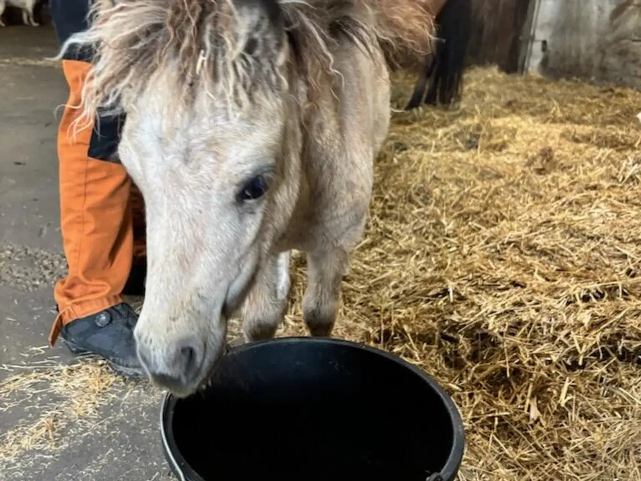 Billede 15 - Mini Shetlænder leases eller byttes i avlssæson 