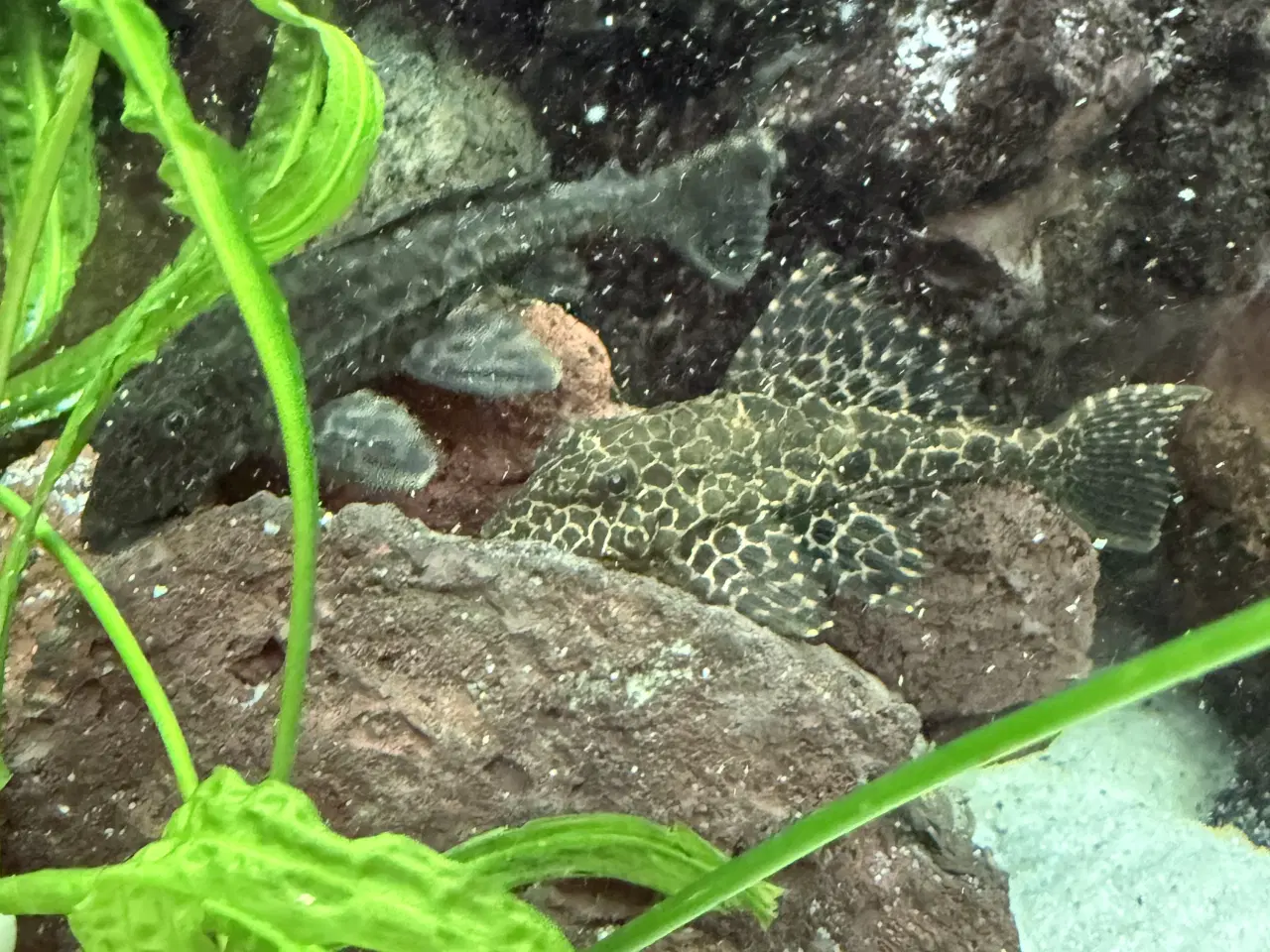 Billede 3 - Pleco maller - Hurtig Handel foretrækkes