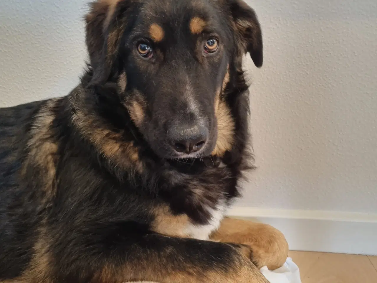 Billede 4 - Basse søger 4ever familie💙