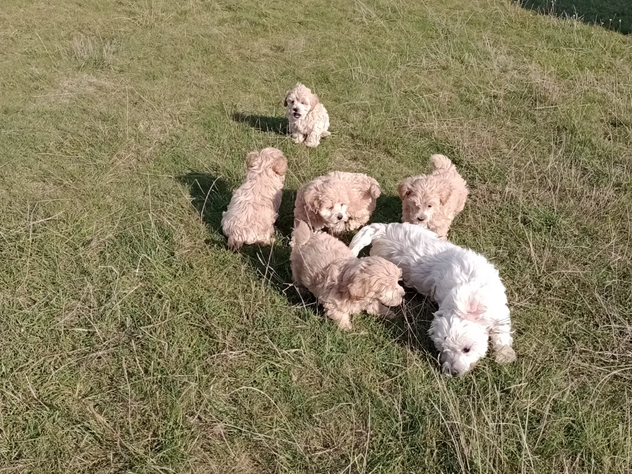 Billede 11 - Maltipoo hvalpe