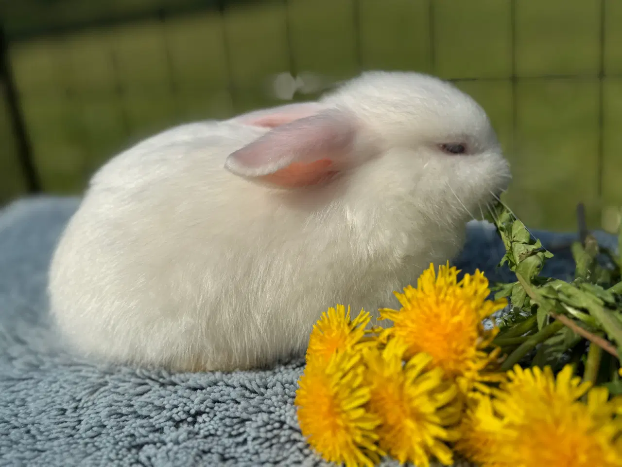 Billede 10 - Minilop kanin unge