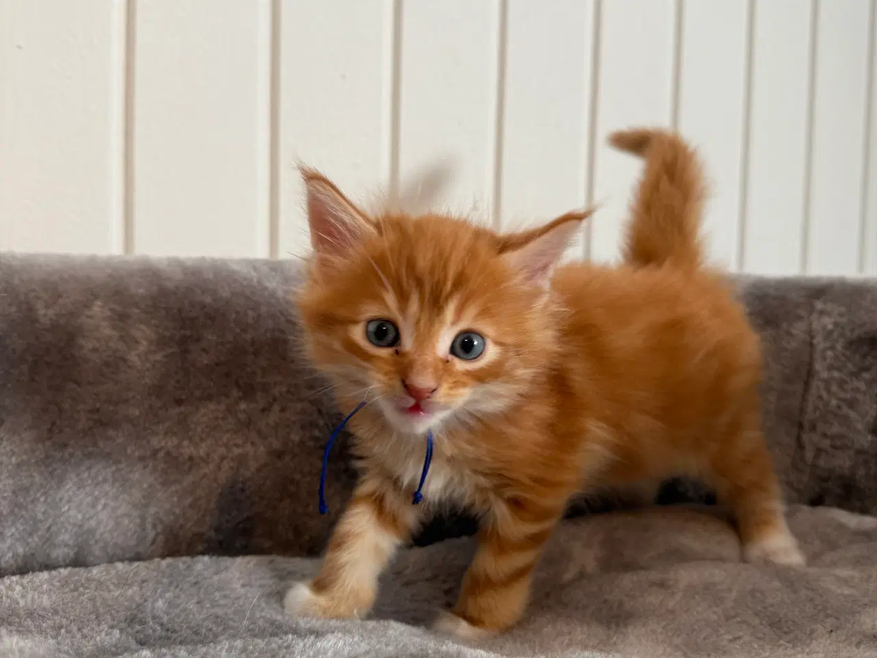 Billede 5 - Maine coon killinger uden tavle