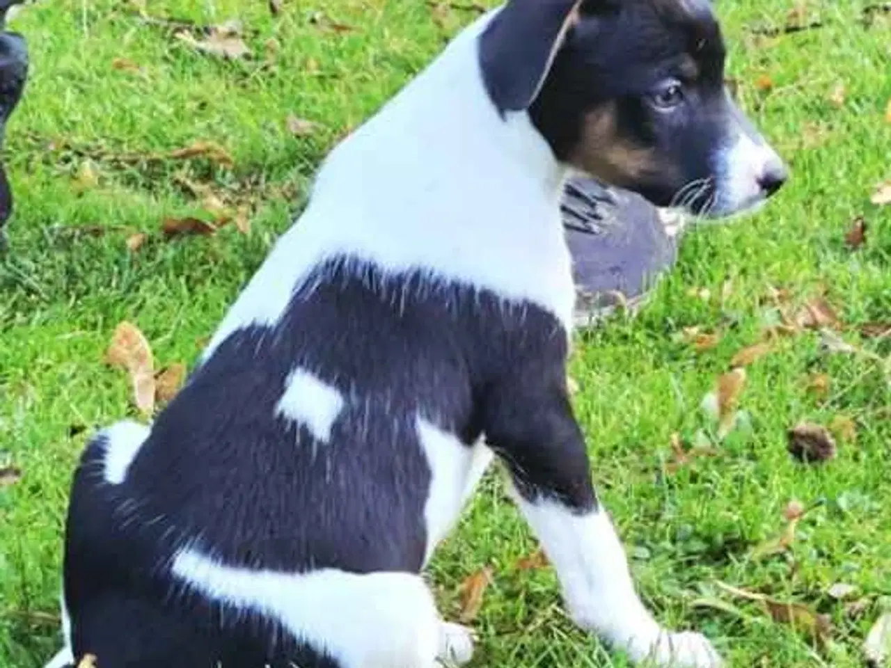 Billede 9 - Dansksvensk Gårdhund hvalpe