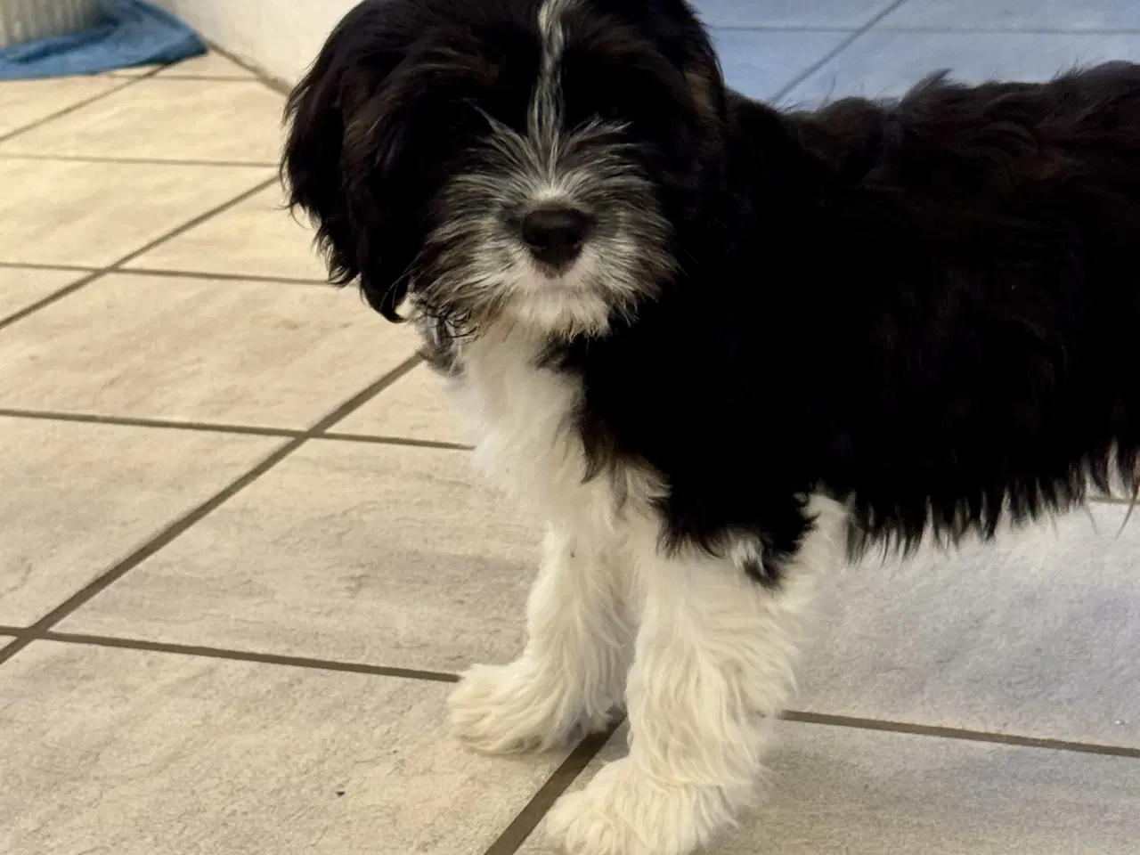 Billede 3 - Cavapoo Mix