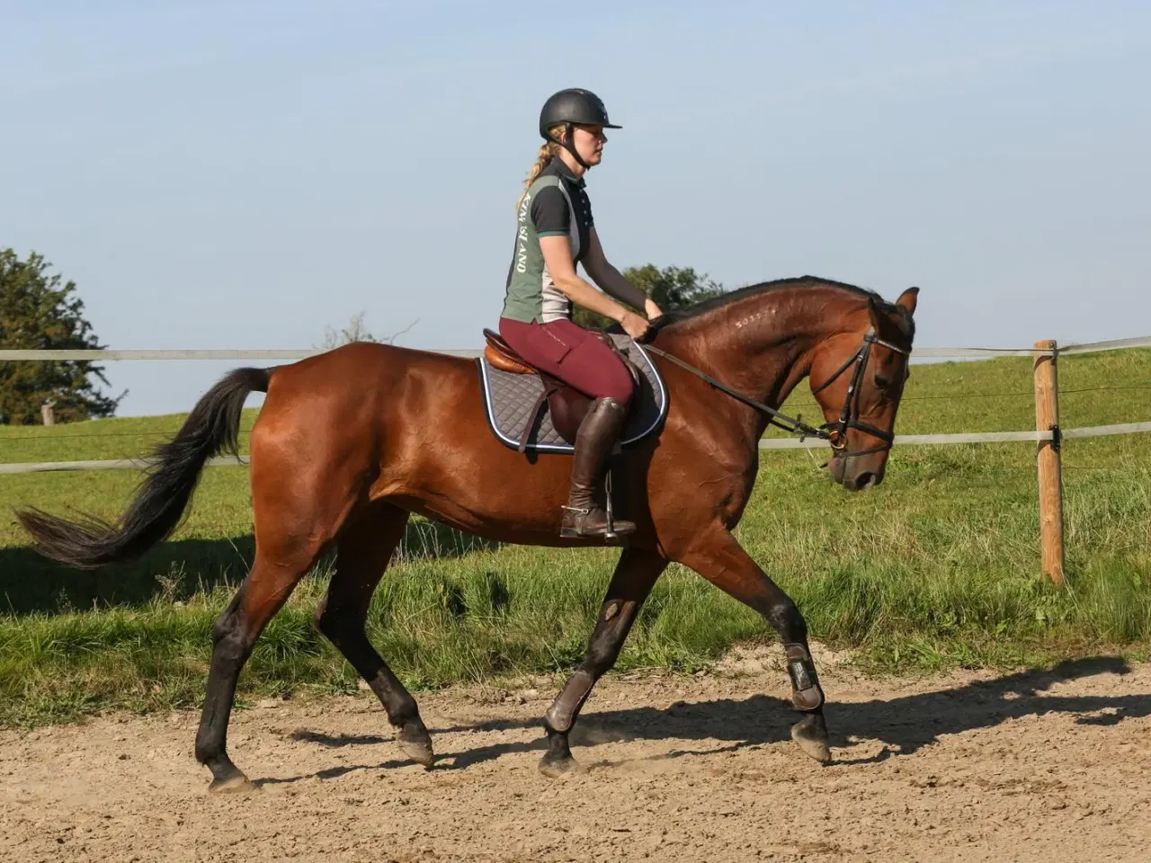 Billede 1 - Traver, hoppe, 14 år, 168 cm