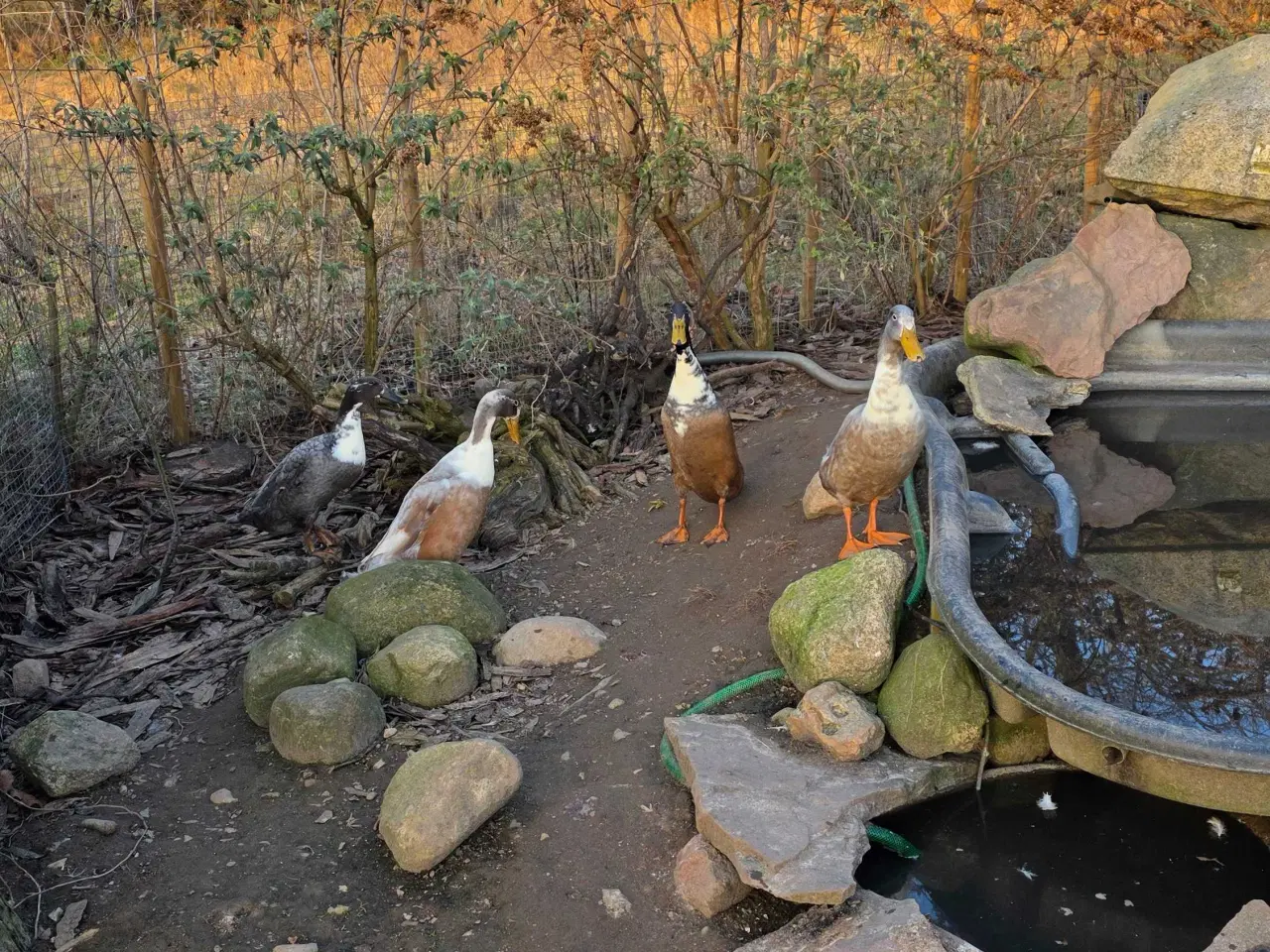 Billede 2 - 2 stk Løbe ænder