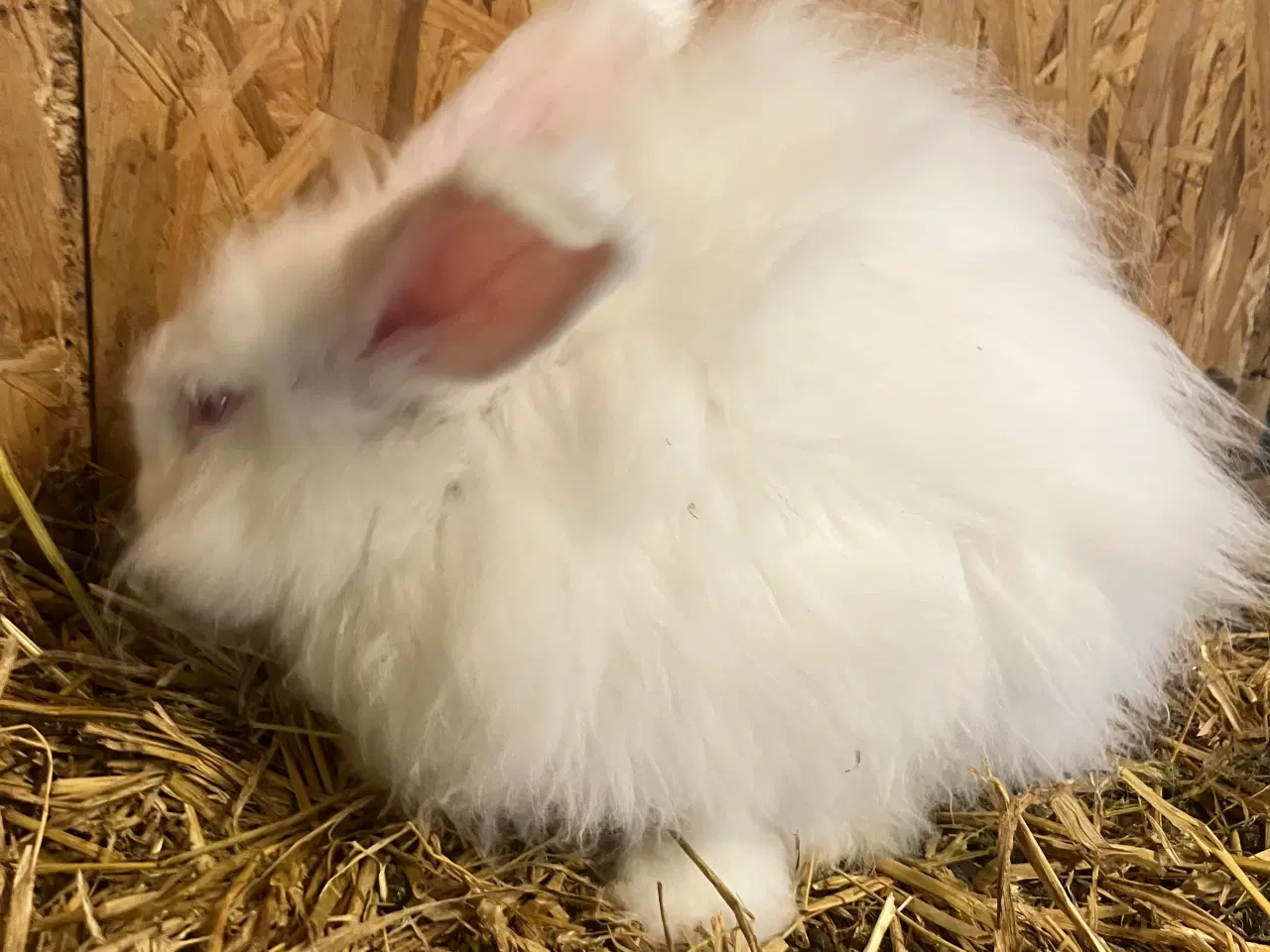 Billede 2 - Angora han fra importerede tyske forældre
