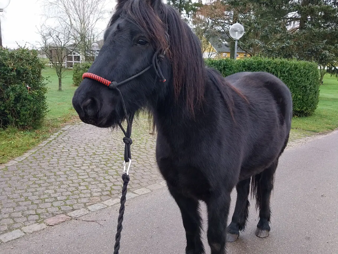Billede 4 - Fellpony vallak 