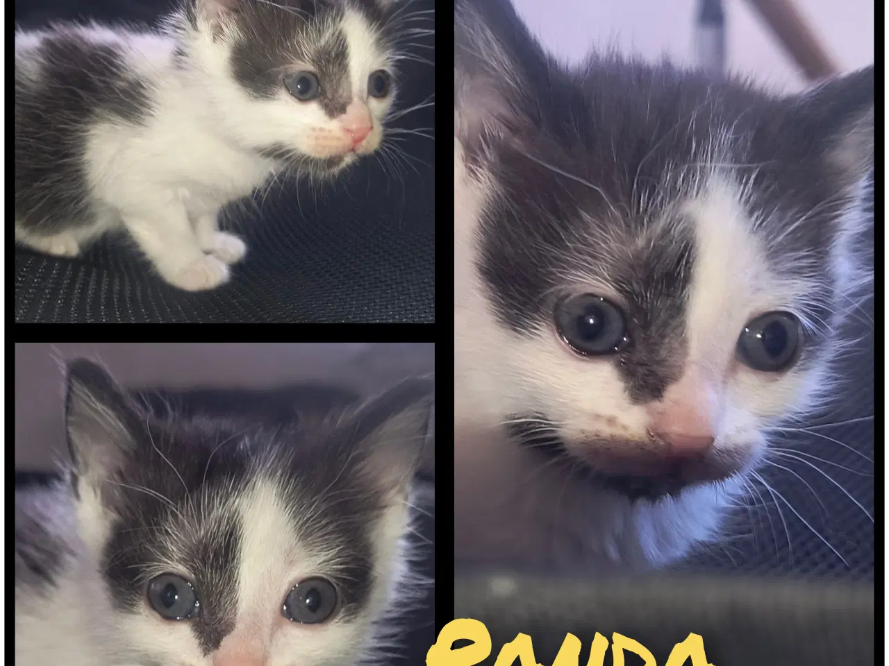 Billede 4 - British Shorthair, Siameser, Hellig Birma mix