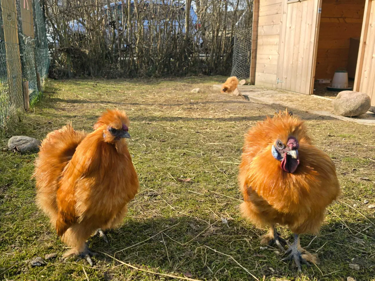 Billede 1 - 2 dværg silkehaner søger nyt hjem