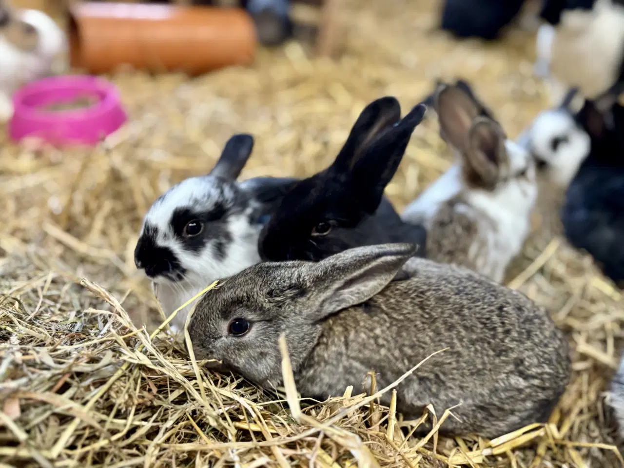 Billede 7 - 11 søde kaninunger af store racer