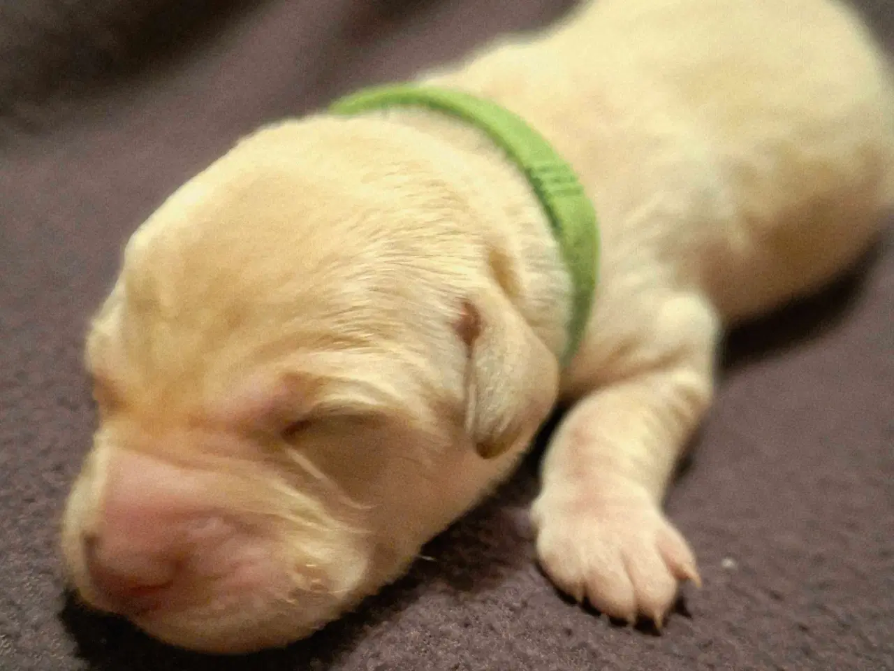 Billede 6 - De lækreste blandingshvalpe