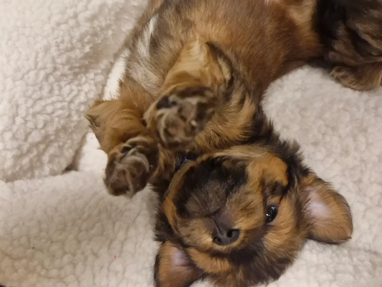 Billede 6 - Bichon havanais blandingshvalpe