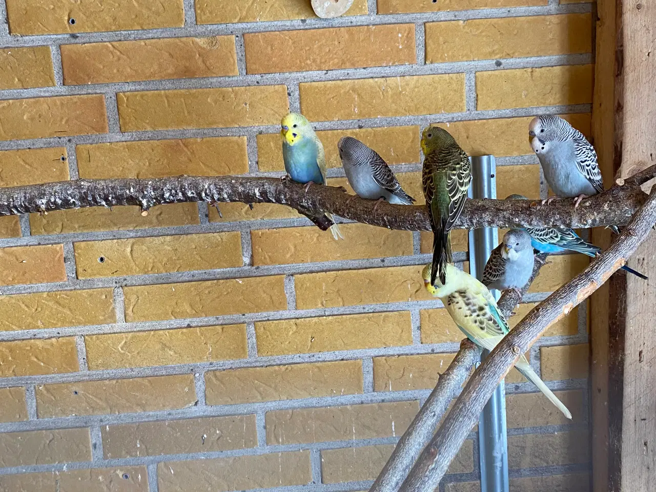 Billede 1 - Unge han undulater