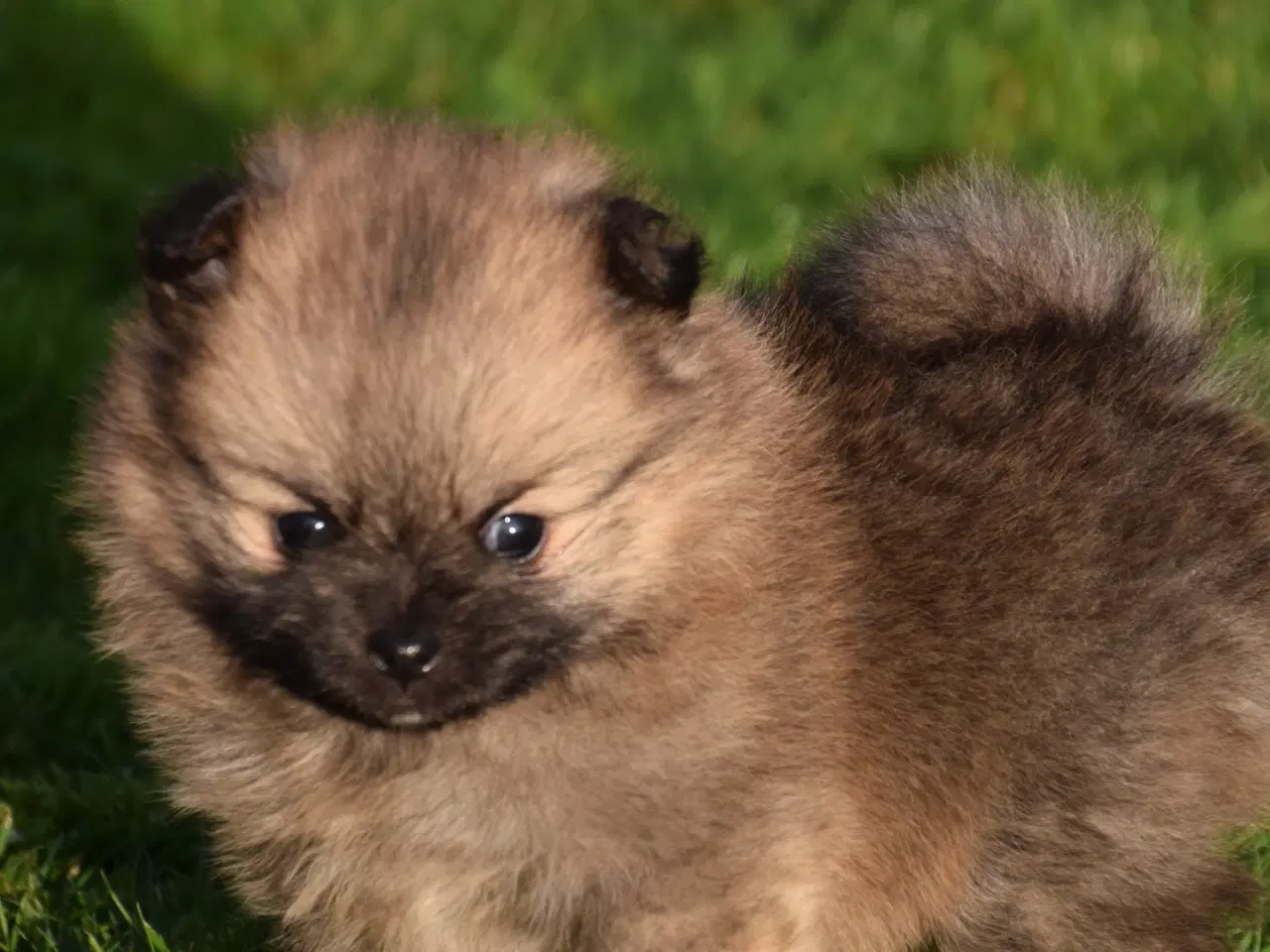 Billede 6 - Pomeranian hvalp, en dreng, 8 uger.