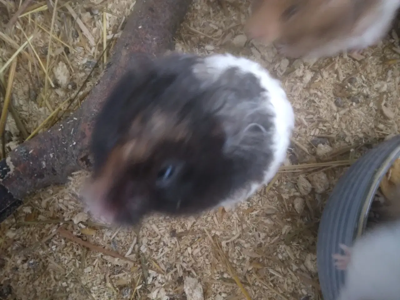 Billede 2 - hamster langhåret 