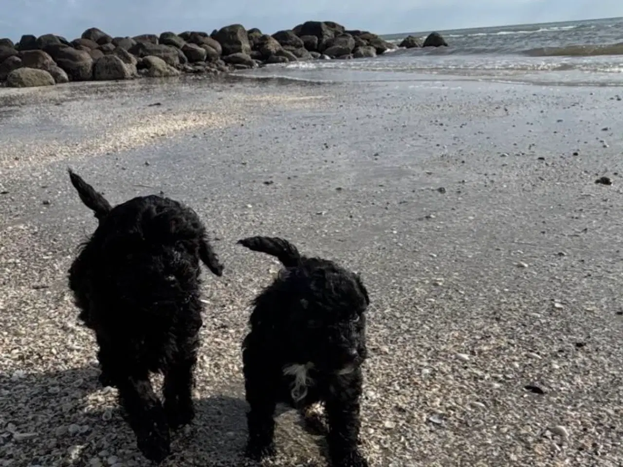 Billede 11 - 2 Generations Maltipoo