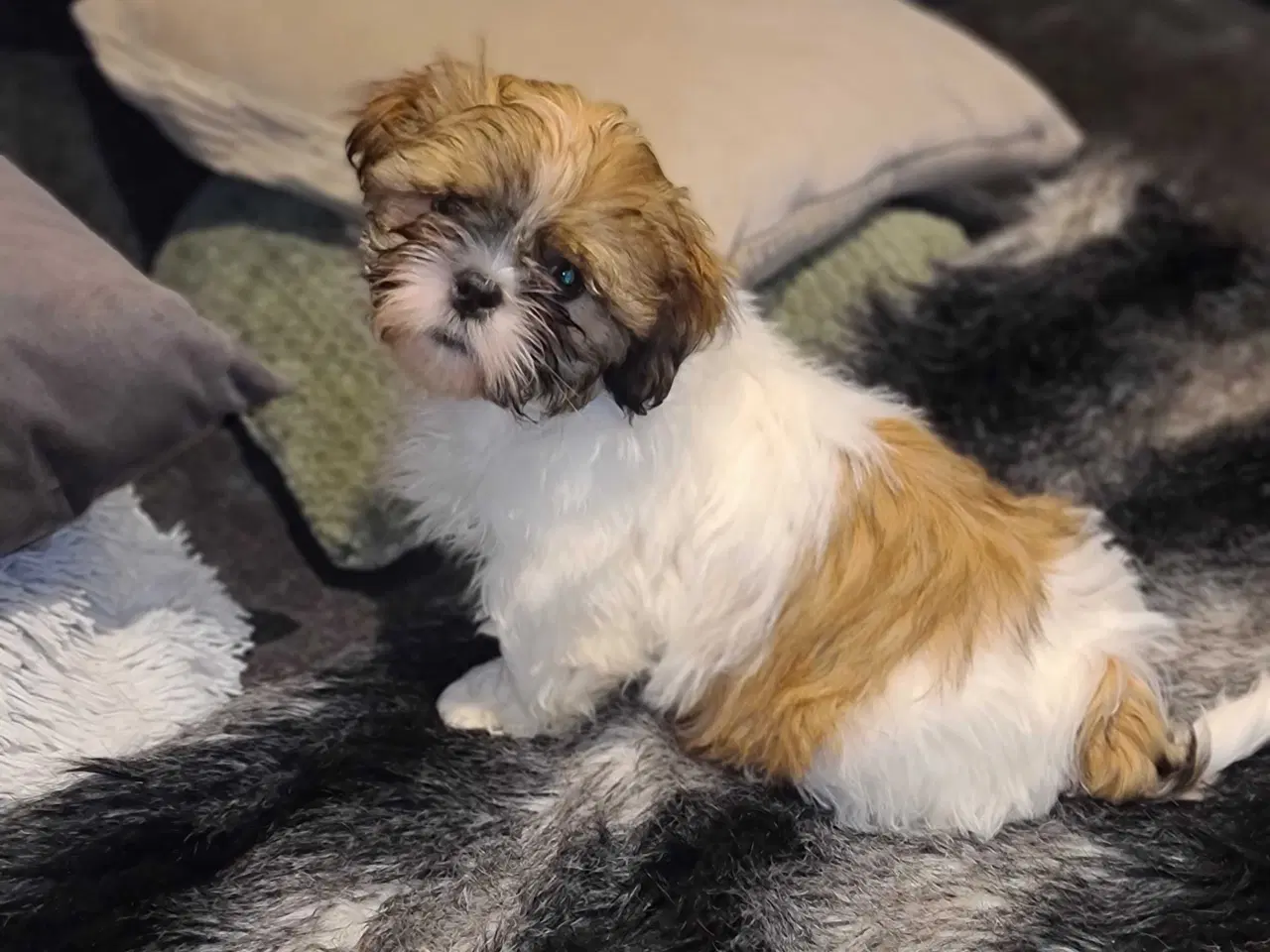 Billede 2 - Shih tzu hvalpe 
