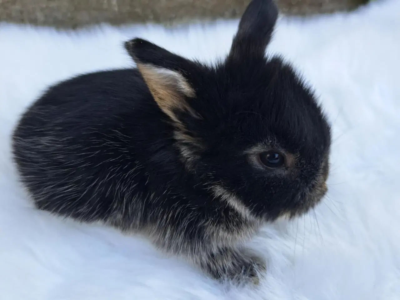 Billede 1 - Minilop, 0 år